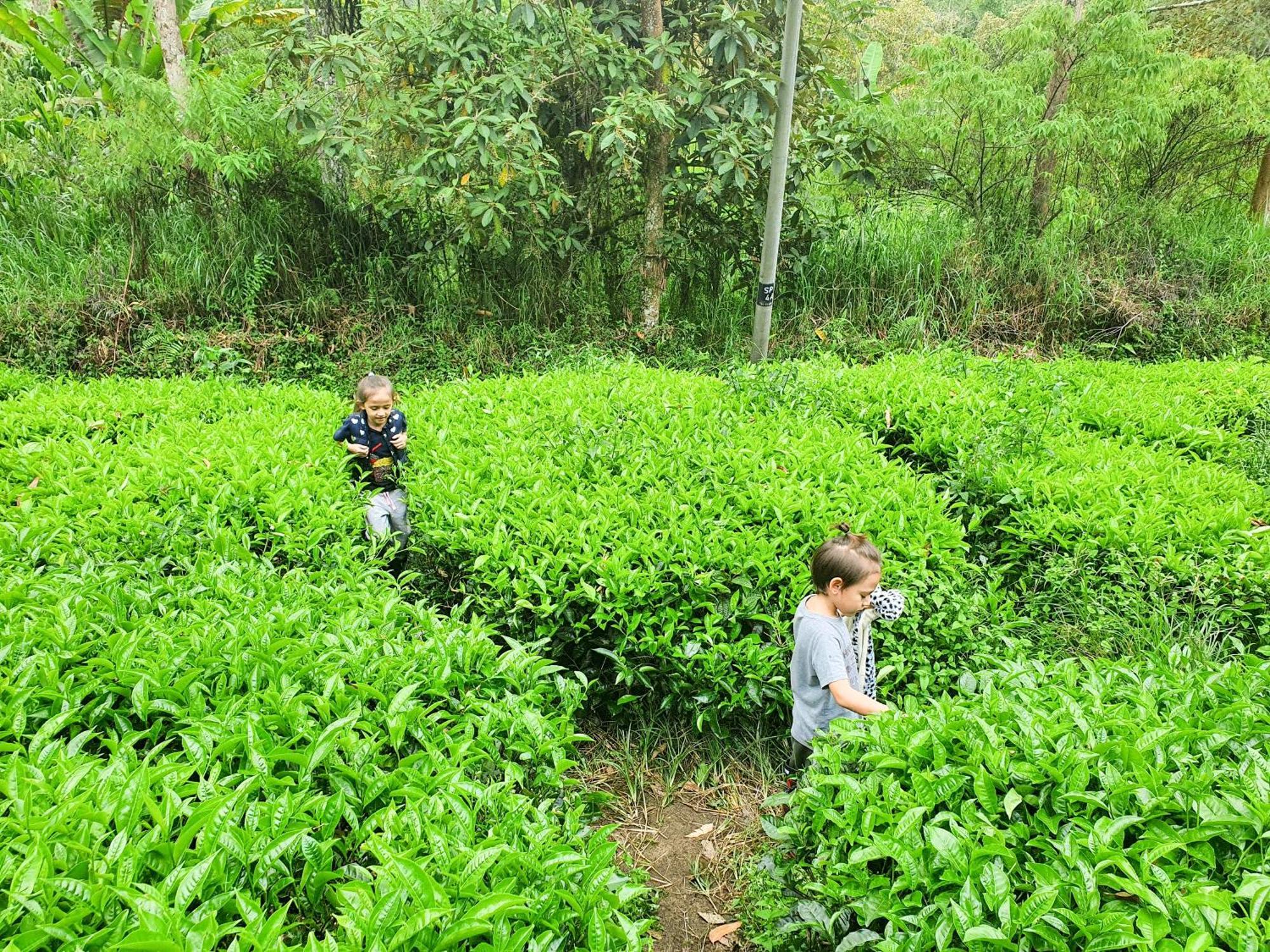 Mossy Forest Family Retreat Ii, 2-8 Pax, Cameron Highlands Exterior photo